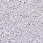 GRID2 Antibody in Immunohistochemistry (Paraffin) (IHC (P))