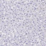 Bestrophin 4 Antibody in Immunohistochemistry (Paraffin) (IHC (P))