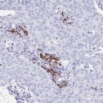 Bestrophin 4 Antibody in Immunohistochemistry (Paraffin) (IHC (P))