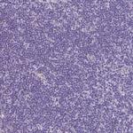 NGB Antibody in Immunohistochemistry (Paraffin) (IHC (P))