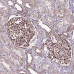 FUT10 Antibody in Immunohistochemistry (Paraffin) (IHC (P))