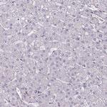 FUT10 Antibody in Immunohistochemistry (Paraffin) (IHC (P))