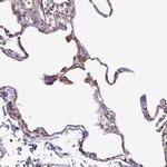 FUT10 Antibody in Immunohistochemistry (Paraffin) (IHC (P))