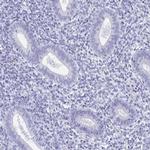 ZPBP Antibody in Immunohistochemistry (IHC)