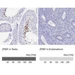 ZPBP Antibody