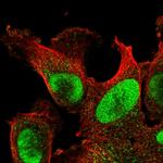 POLD3 Antibody in Immunocytochemistry (ICC/IF)