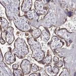 STARD13 Antibody in Immunohistochemistry (IHC)