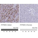 PITPNM3 Antibody