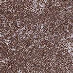 NOLA1 Antibody in Immunohistochemistry (IHC)