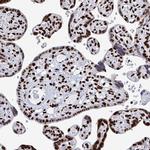 NOLA1 Antibody in Immunohistochemistry (IHC)