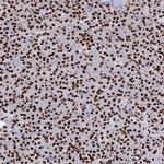 NOLA1 Antibody in Immunohistochemistry (IHC)