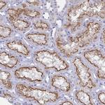 OR10K1 Antibody in Immunohistochemistry (Paraffin) (IHC (P))