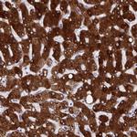 HSD17B6 Antibody in Immunohistochemistry (IHC)