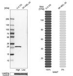 NNMT Antibody in Western Blot (WB)