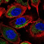 NDUFA7 Antibody in Immunocytochemistry (ICC/IF)