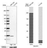 NDUFA7 Antibody in Western Blot (WB)