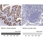 MAOA Antibody