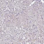 SLC9A6 Antibody in Immunohistochemistry (Paraffin) (IHC (P))