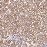 ZNF280B Antibody in Immunohistochemistry (Paraffin) (IHC (P))