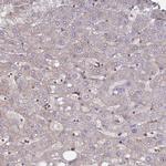 SLC9A6 Antibody in Immunohistochemistry (Paraffin) (IHC (P))