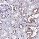 DOCK11 Antibody in Immunohistochemistry (Paraffin) (IHC (P))