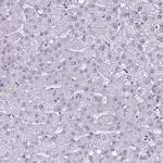 DOCK11 Antibody in Immunohistochemistry (Paraffin) (IHC (P))