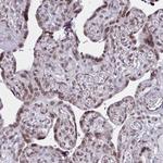 DOCK11 Antibody in Immunohistochemistry (Paraffin) (IHC (P))