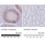 SLC30A3 Antibody