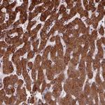 NDST1 Antibody in Immunohistochemistry (Paraffin) (IHC (P))