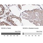 SEC63 Antibody