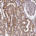 DNAJA2 Antibody in Immunohistochemistry (Paraffin) (IHC (P))