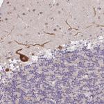 NAALAD2 Antibody in Immunohistochemistry (Paraffin) (IHC (P))