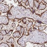 NAALAD2 Antibody in Immunohistochemistry (Paraffin) (IHC (P))