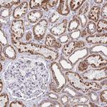 EXOC5 Antibody in Immunohistochemistry (Paraffin) (IHC (P))