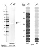 RRS1 Antibody