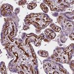 EGFL8 Antibody in Immunohistochemistry (Paraffin) (IHC (P))