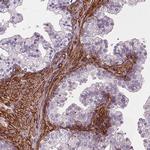 EGFL8 Antibody in Immunohistochemistry (Paraffin) (IHC (P))