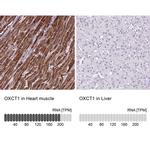 OXCT1 Antibody