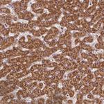 C5orf33 Antibody in Immunohistochemistry (Paraffin) (IHC (P))