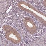 ADH5 Antibody in Immunohistochemistry (Paraffin) (IHC (P))