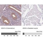 ADH5 Antibody