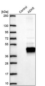 ADH5 Antibody in Western Blot (WB)