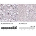 RAB9B Antibody