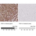 FDX1 Antibody