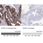 OVGP1 Antibody