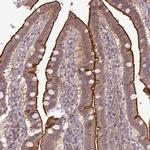 Gng12 Antibody in Immunohistochemistry (Paraffin) (IHC (P))