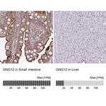 Gng12 Antibody in Immunohistochemistry (IHC)