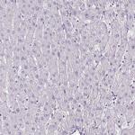 Gng12 Antibody in Immunohistochemistry (IHC)