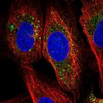 HBQ1 Antibody in Immunocytochemistry (ICC/IF)