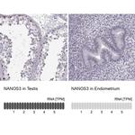 NANOS3 Antibody in Immunohistochemistry (IHC)